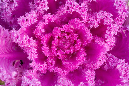Pink decorative fall kale cabbage, macro shotの写真素材