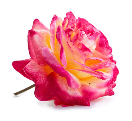 Pink rose close up isolated on white background.の写真素材