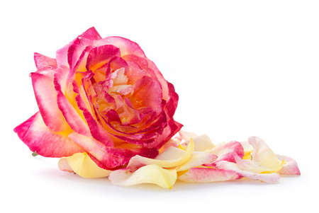 Pink rose closeup and petals isolated on white background.の写真素材