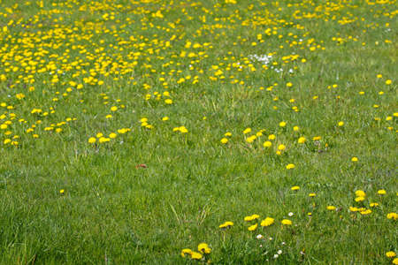 Beautiful yellow dandelion flowers on a green field.の写真素材