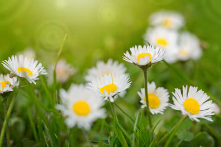 Beautiful white marguerite flowers on a green field.の写真素材