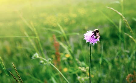 Pink cornflower and bee in the summer meadow. Nature background.の写真素材