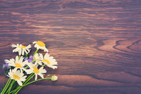 White daisie flowers on wooden plank. Summer background.