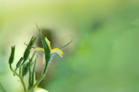 Yellow tomato flowers with several budssolated on green.の写真素材