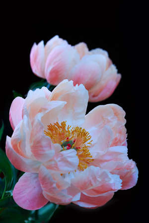 Pink peony flowers close up. Flower backgroundの写真素材