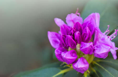 Violet Azaleas flower in the garden isolated on gray.の写真素材