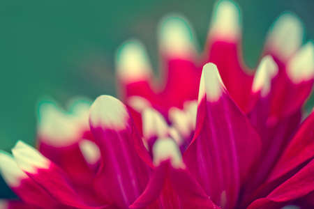 Red dahlia isolated on green blur background.の写真素材