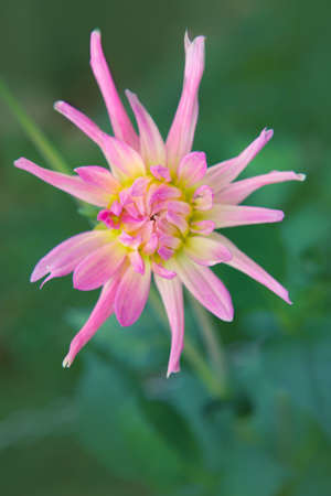 Pink dahlia isolated on green blur background.の写真素材