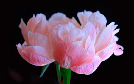 Pink peony flower close up. Flower backgroundの写真素材