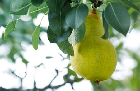 Big juicy yellow pear growing on a tree branchの写真素材