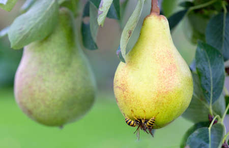 The hornet eats a juicy yellow pear growing on a tree branchの写真素材