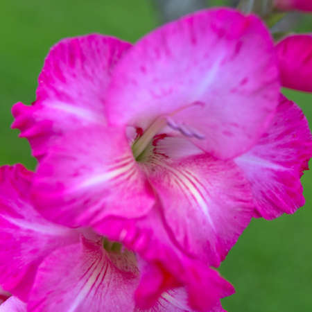 Macro shot of a pink gladiolus islated on green.の写真素材