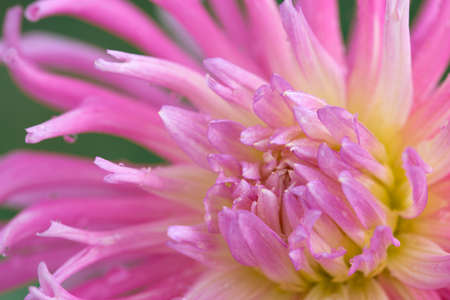 Pink dahlia isolated on green blur background.の写真素材