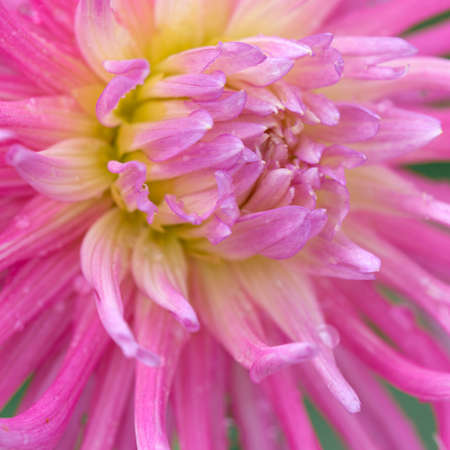 Macro photo of a pink dahlia. Flowers backgroundの写真素材