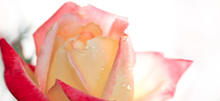 A close up macro shot of a pink rose on white.の写真素材