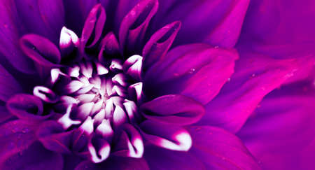 Macro photo of a purple dahlia flower background.の写真素材