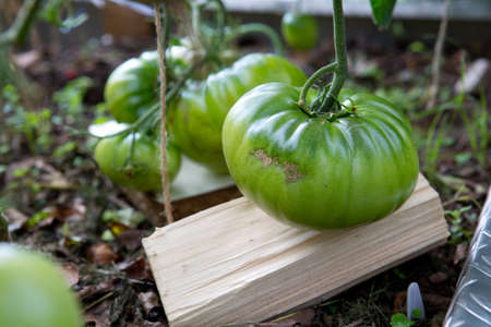 Close up group of green tomatoes growing in greenhouse.の写真素材