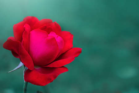 A close up macro shot of a red rose. Rosebud with red petals.の写真素材
