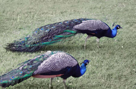 Two colorful peacocks walking on the green grassの写真素材