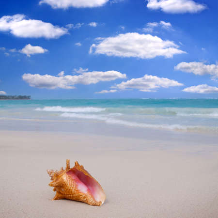 Seashell on the white sandy beach in Dominican Republic.の写真素材