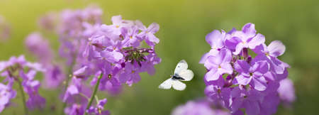 Butterfly flies over wild purple flowers in grass in rays of sunlight.の写真素材