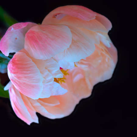 Pink peony flower close up. Flower backgroundの写真素材