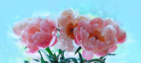 Close up of a peony flowers with the stamens on blue background.の写真素材