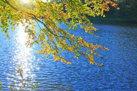 Autumn beech leaves on the sun and forest lake.の写真素材