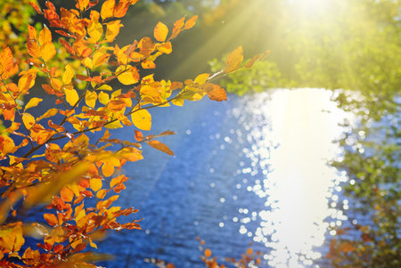 Sunlight in autumn forest with trees and lakeの写真素材