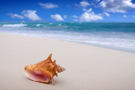 Seashell on the white sandy beach in Dominican Republic.の写真素材