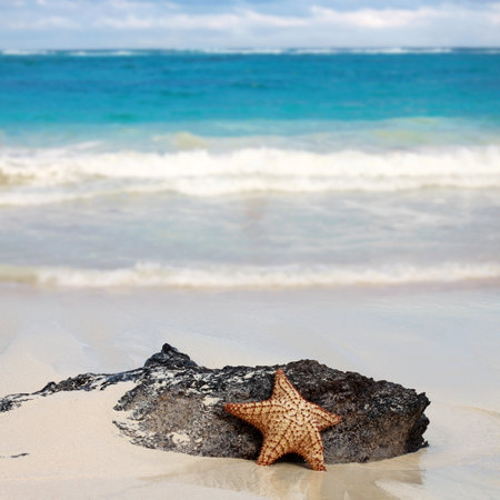 Caribbean starfish over wavy white sand beachの写真素材