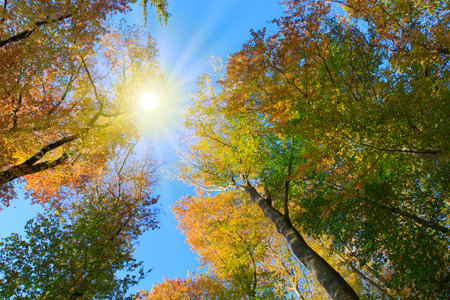 Autumn nature background with colorful trees and sky.の写真素材