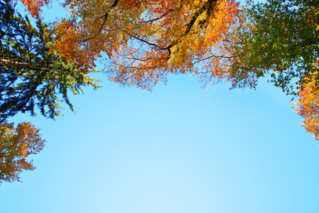 Autumn nature background with colorful trees and sky.の写真素材