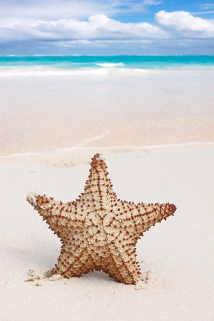Starfish on the white sandy beach in Dominican Republic.の写真素材