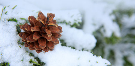 Christmas background with spruce branches with pine cone isolated on snowの写真素材