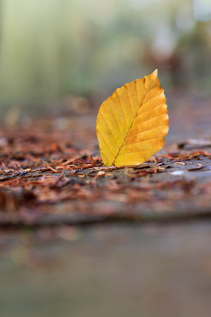 Close-up of a yellow leaf in the bright rays of the autumn sunの写真素材