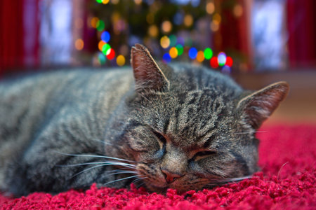 Christmas background with lying gray cat near the fir tree.の写真素材