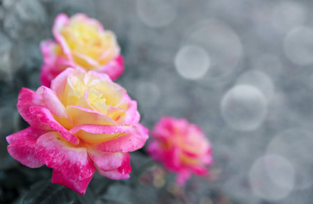 Coral rose flowers isolated on gray soft focus background.の写真素材
