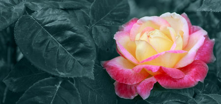 Yellow with pink edge noble rose. Macro shot.の写真素材