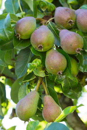 Ripe organic cultivar pears in the summer garden.の写真素材