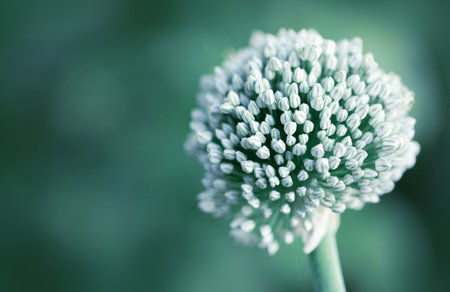 Beautiful white flower of chives isolated on green backgroundの写真素材