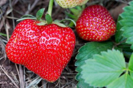 Fresh strawberries grow in the summer garden,macro shot.の写真素材