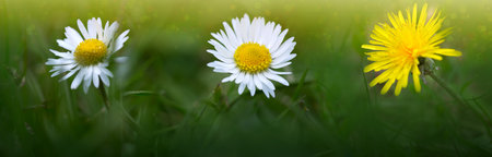 Beautiful white marguerite flowers on a green field.の写真素材