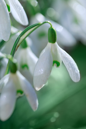 Spring background with Snowdrops on bokeh background in sunny spring garden .の写真素材