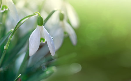 Spring background with Snowdrops on bokeh background in sunny spring garden .の写真素材