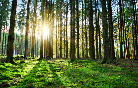 Summer forest with bright sun shining through the trees.の写真素材