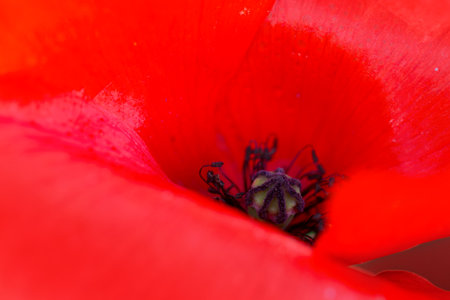 Bright red poppy close up, nature background.の写真素材