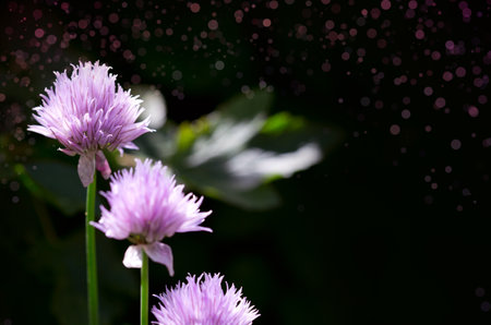 Chives in bloom with purple violet flowers isolated on black.
