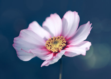 Pink cosmos flower isolated on green background. Cosmos flower in summer garden.