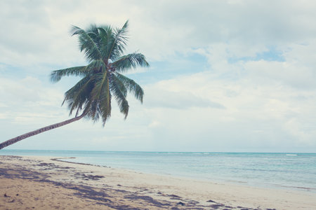 Caribbean sea and green palm tree on white tropical beach.の写真素材